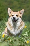 CORGI PEMBROKE 616